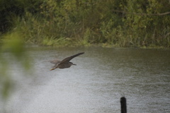 Nycticorax nycticorax obscurus