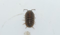 Armadillidium insulanum
