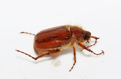 Holochelus escherichi