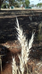 Rytidosperma caespitosum