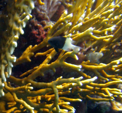 Pycnochromis dimidiatus