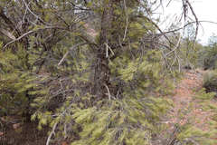 Pinus monophylla
