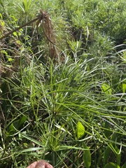 Cyperus giganteus