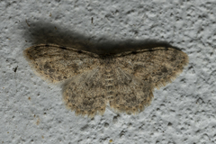 Scopula luridata