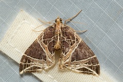 Ecliptopera rectilinea