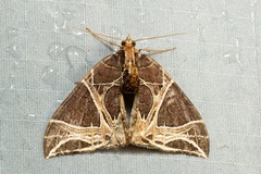 Ecliptopera rectilinea