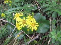 Farfugium japonicum