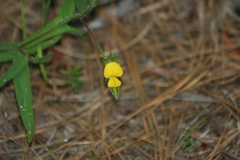 Crotalaria sagittalis