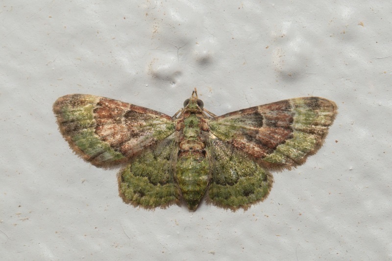 Pasiphilodes luteata