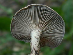 Entoloma undatum
