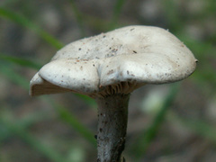 Entoloma undatum