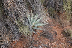 Agave parryi