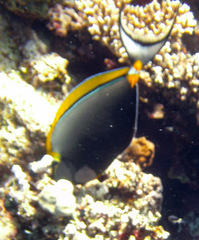 Naso elegans