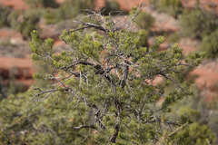 Pinus monophylla