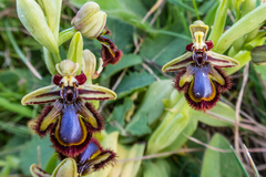 Ophrys speculum speculum