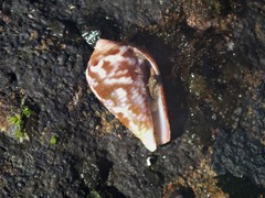 Conus catus