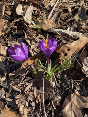 Crocus
