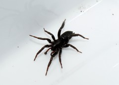 Drassyllus praeficus