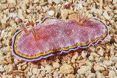 Goniobranchus albopunctatus image