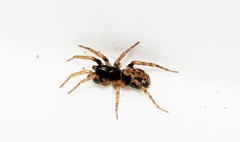 Arctosa tbilisiensis