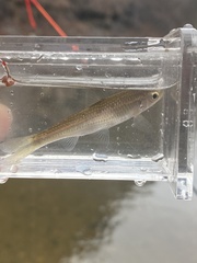 Luxilus chrysocephalus