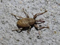 Curculio elephas