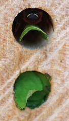 Megachile willughbiella