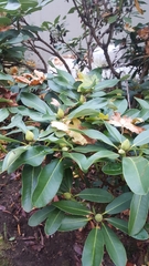 Rhododendron × hybridum