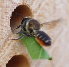 Megachile willughbiella