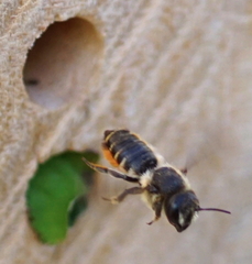 Megachile willughbiella