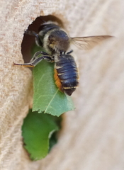 Megachile willughbiella