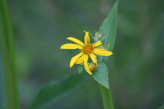 Verbesina helianthoides