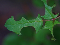 Megachile willughbiella