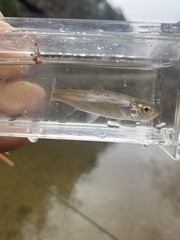 Luxilus chrysocephalus