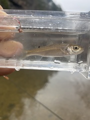 Luxilus chrysocephalus