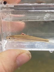 Notropis telescopus