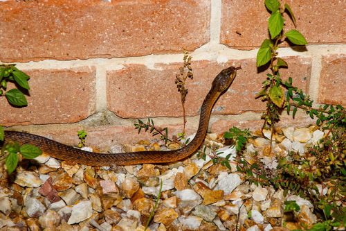 Brown Tree Snake sighting