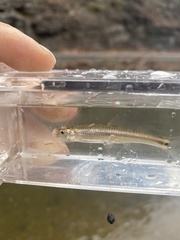 Notropis telescopus