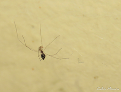 Crossopriza lyoni