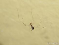 Crossopriza lyoni
