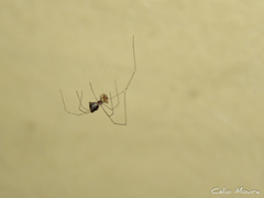 Crossopriza lyoni