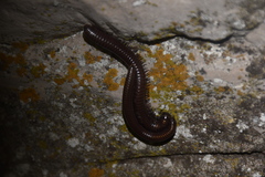 Acanthoiulus fuscipes