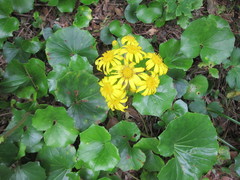 Farfugium japonicum