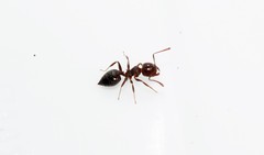 Crematogaster ionia