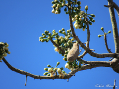 Ceiba pentandra