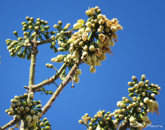 Ceiba pentandra