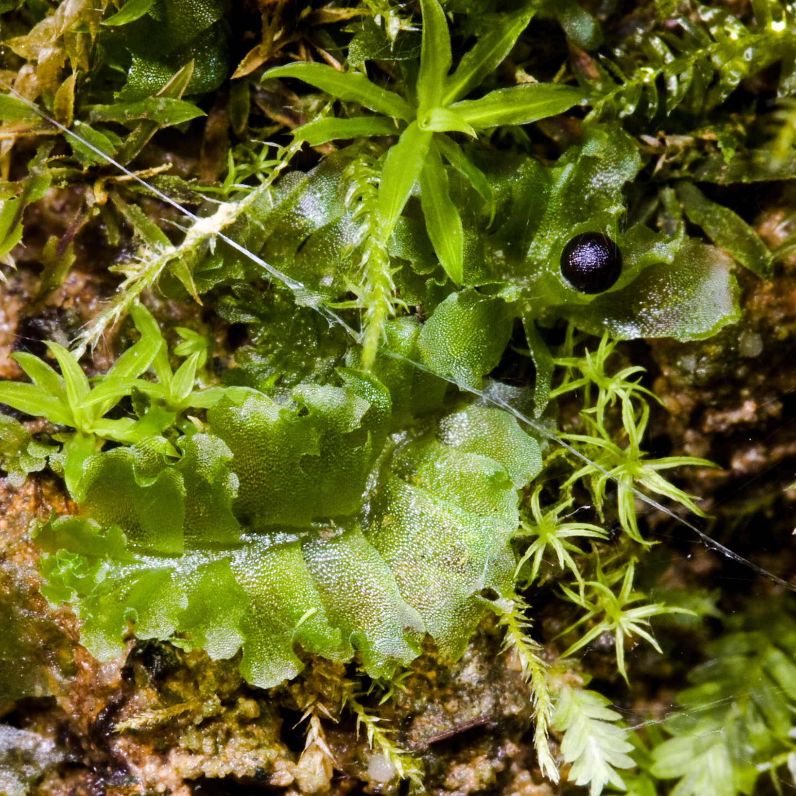 Fossombronia