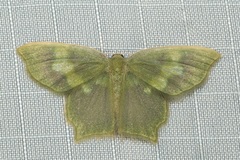 Pseudidiochlora