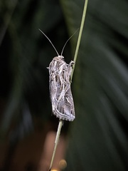 Spodoptera pulchella