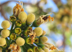 Apis mellifera